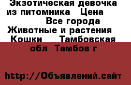 Экзотическая девочка из питомника › Цена ­ 25 000 - Все города Животные и растения » Кошки   . Тамбовская обл.,Тамбов г.